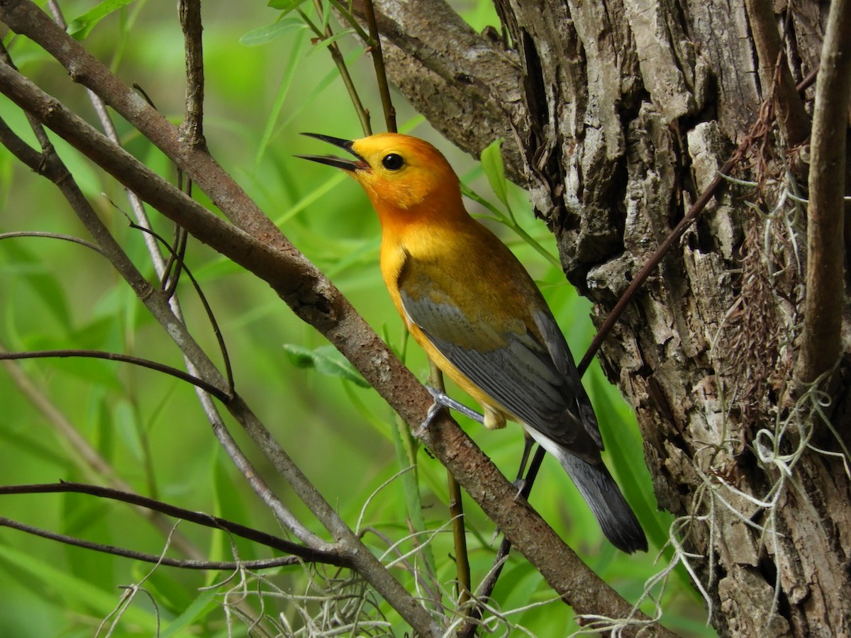 Prothonotary Warbler - ML94525061