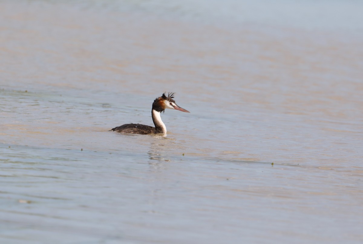 Great Crested Grebe - ML94526551
