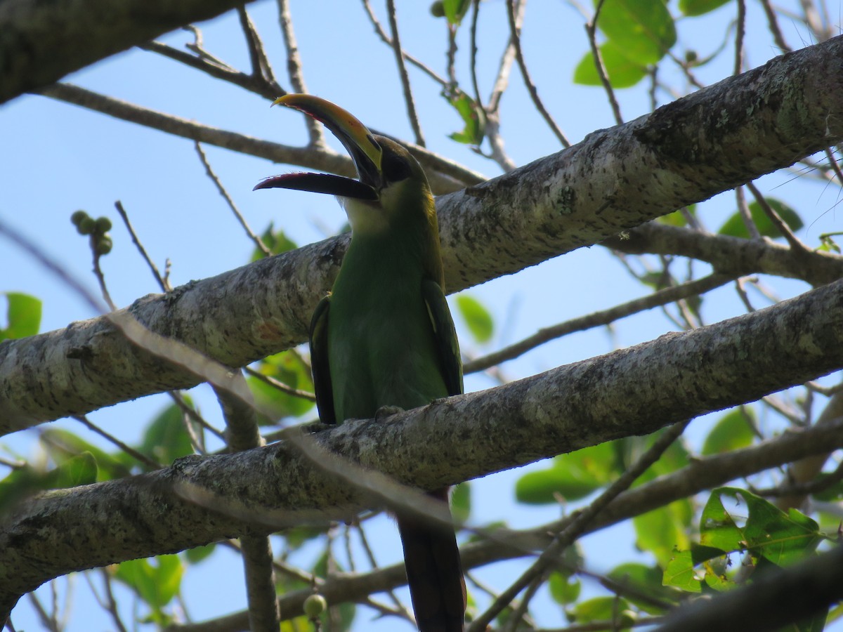 Northern Emerald-Toucanet - Club de Observacion de Aves Tanunas