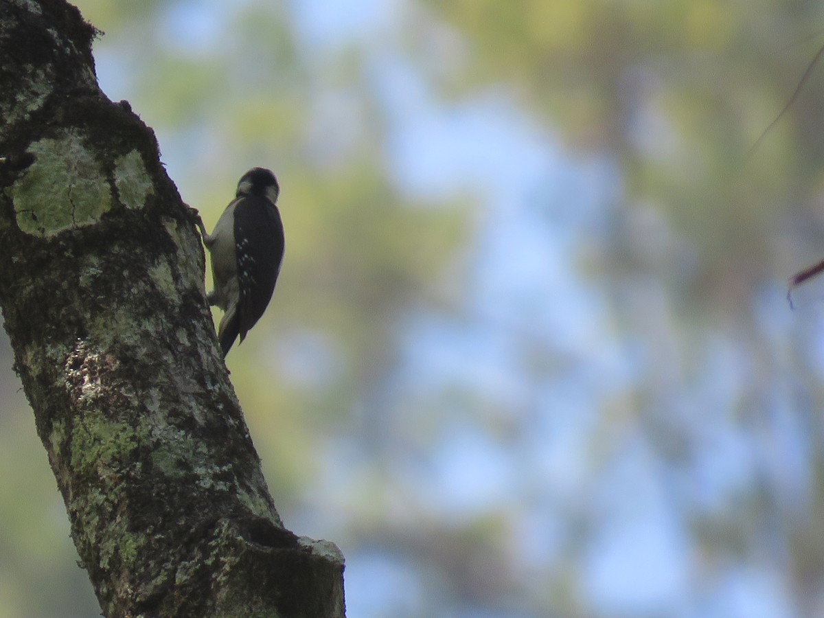 Hairy Woodpecker - Club de Observacion de Aves Tanunas