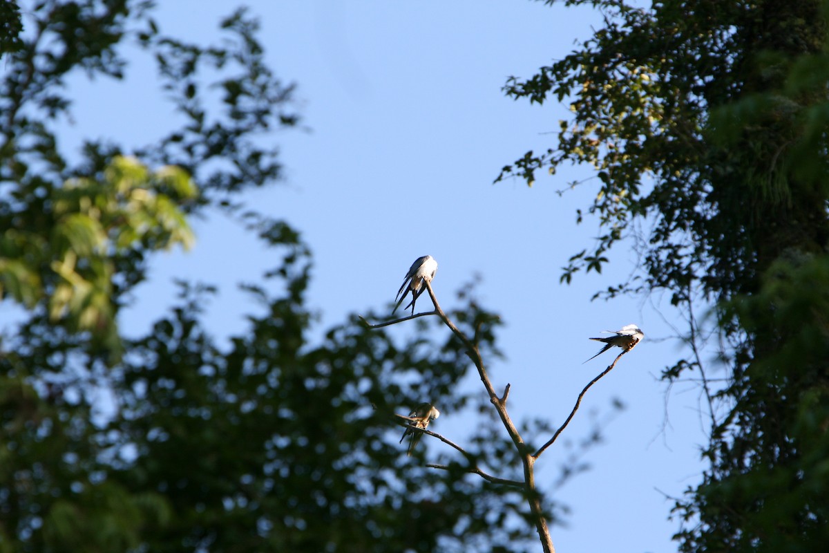 Swallow-tailed Kite - ML94532951