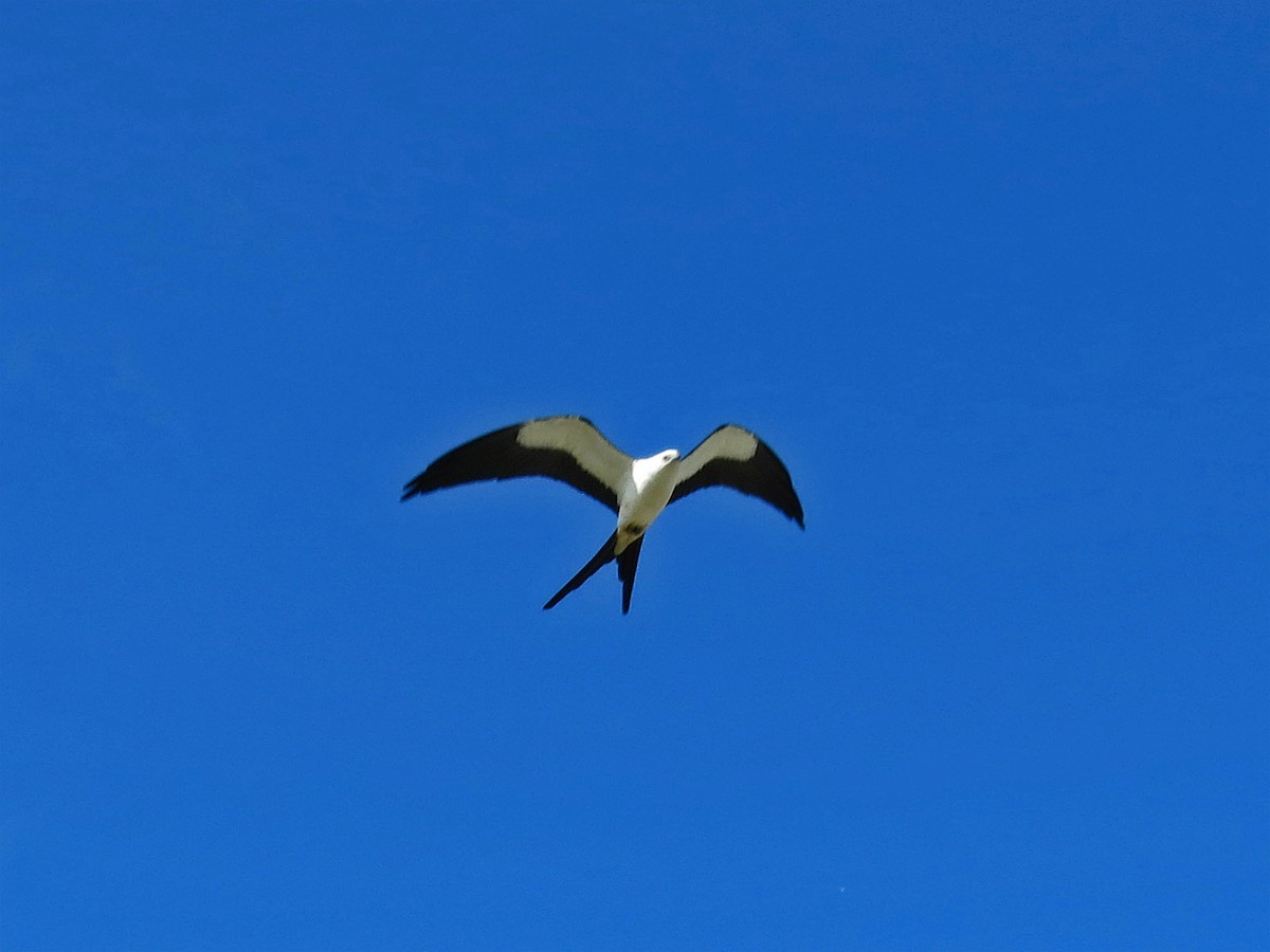 Swallow-tailed Kite - ML94533991