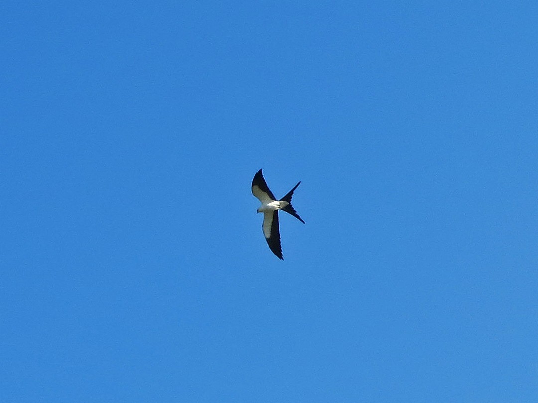 Swallow-tailed Kite - ML94534011