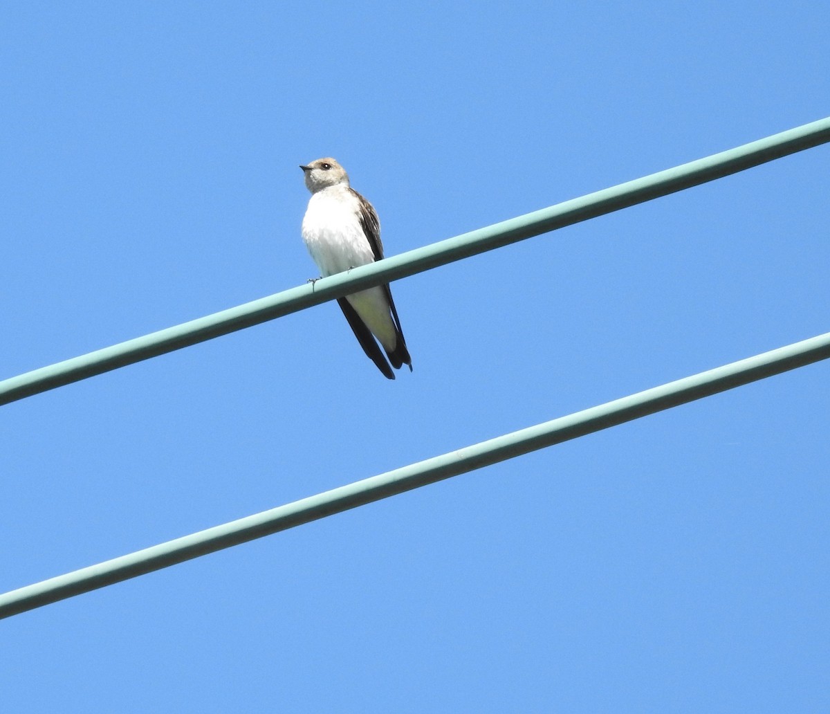 Northern Rough-winged Swallow - ML94534621