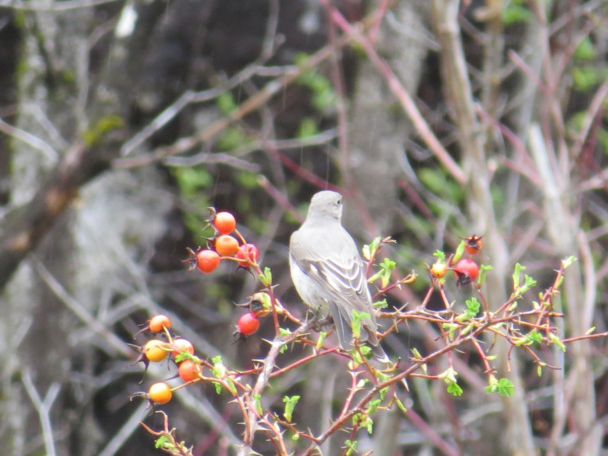 Townsend's Solitaire - ML94535001