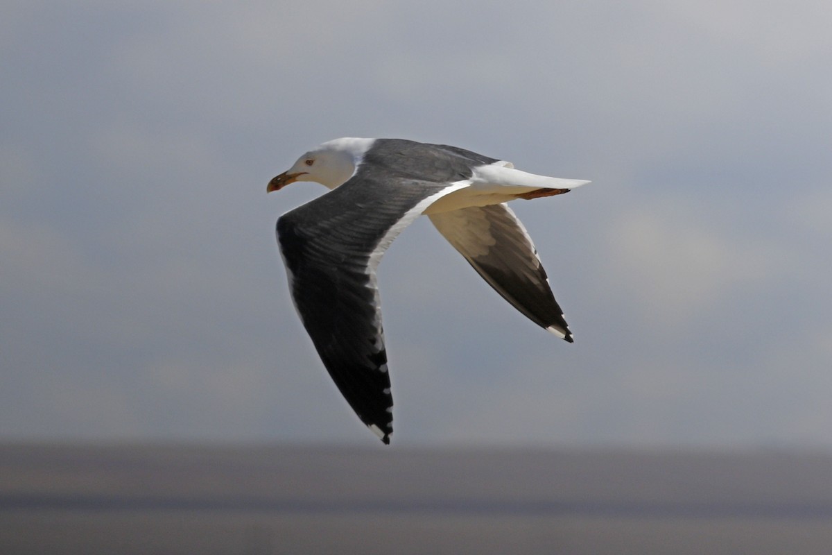 Lesser Black-backed Gull - Donna Pomeroy