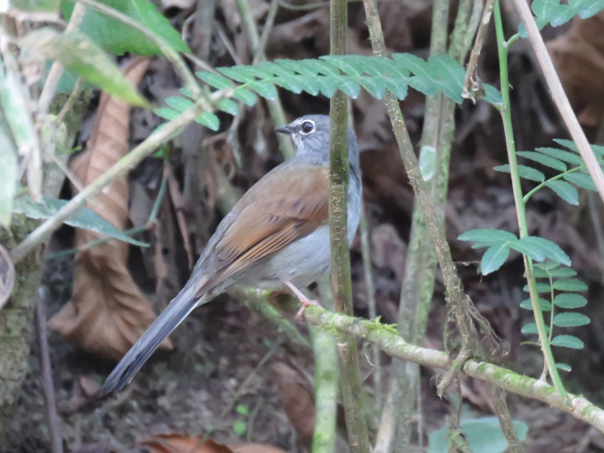 Brown-backed Solitaire - ML94536491