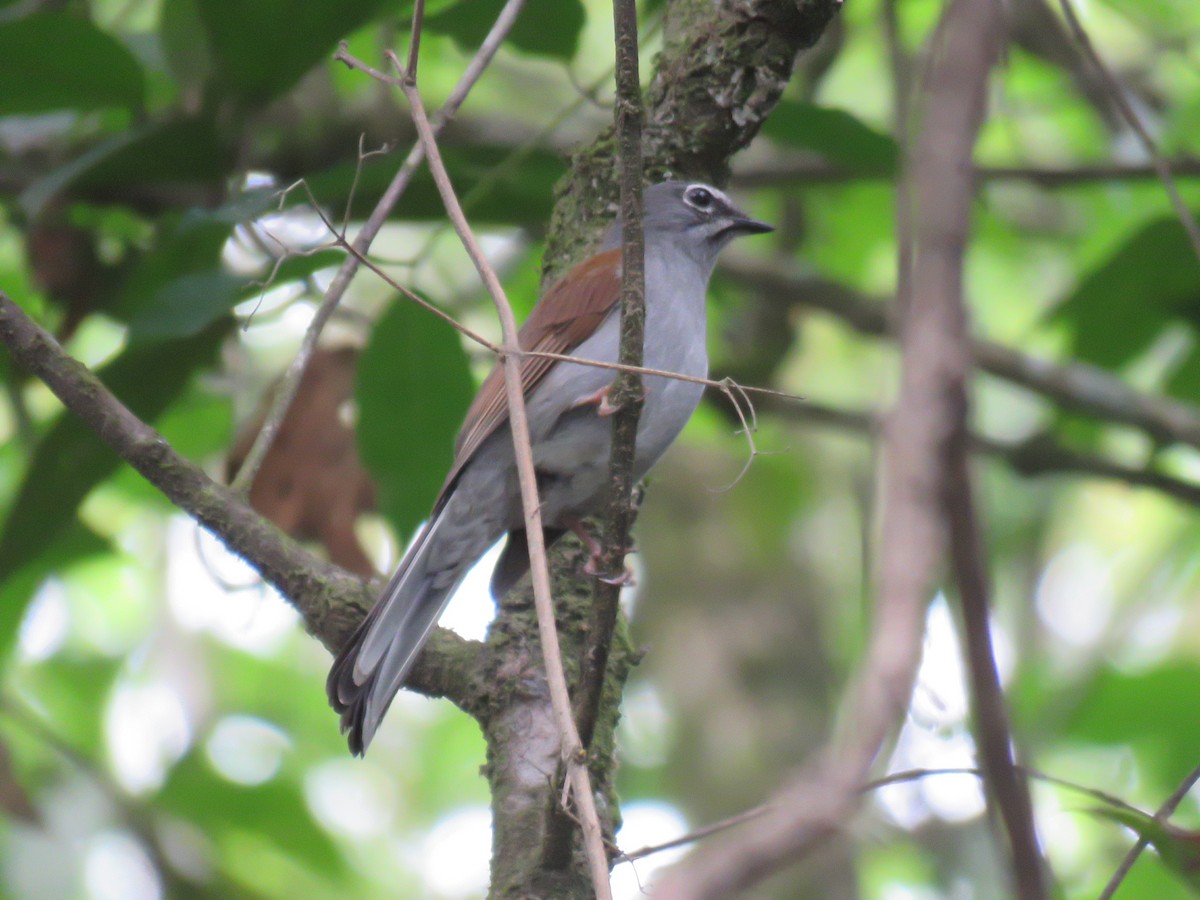 Brown-backed Solitaire - ML94536511
