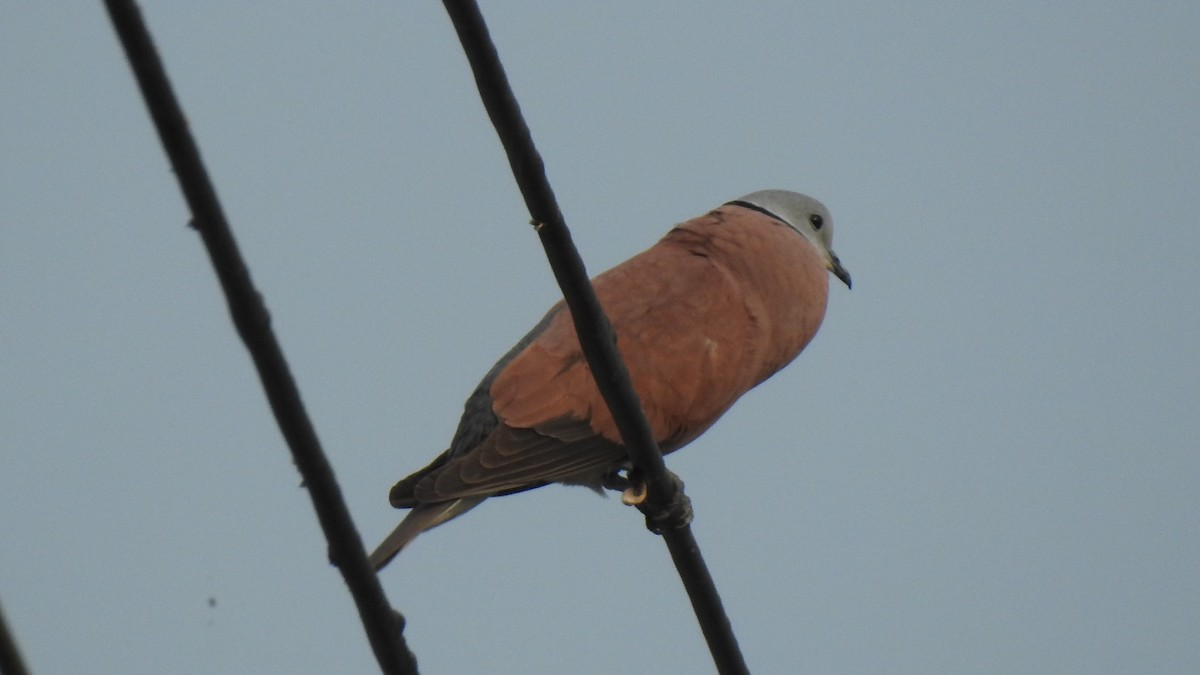 Red Collared-Dove - ML94538251