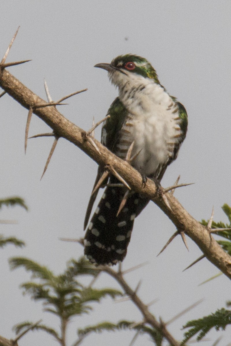 Dideric Cuckoo - Scott Young