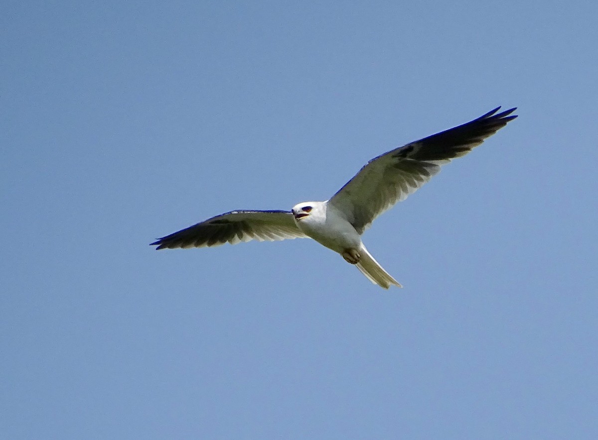 White-tailed Kite - Julio Acosta  ES Tour Guide