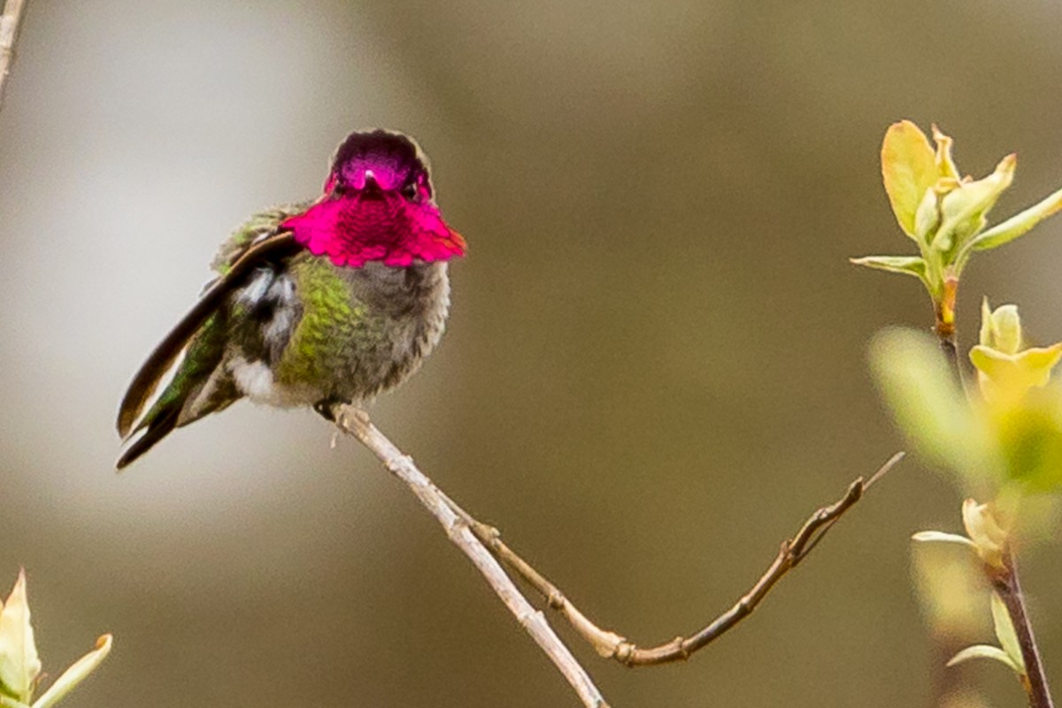 Anna's Hummingbird - John Reynolds