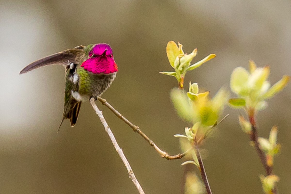 Anna's Hummingbird - John Reynolds