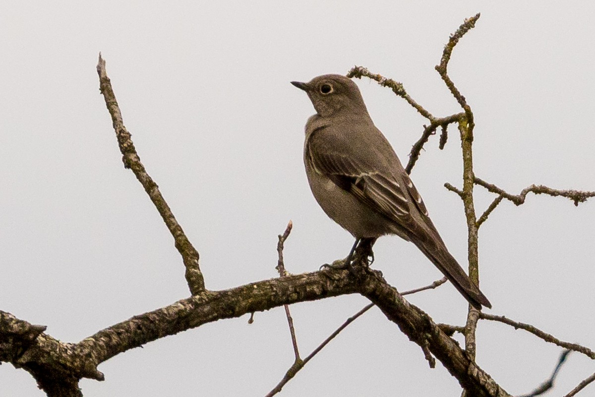 Townsend's Solitaire - John Reynolds