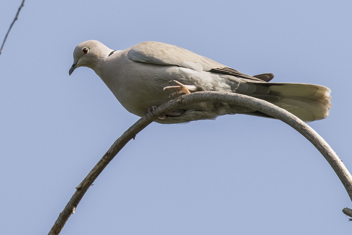Eurasian Collared-Dove - Phil Richardson