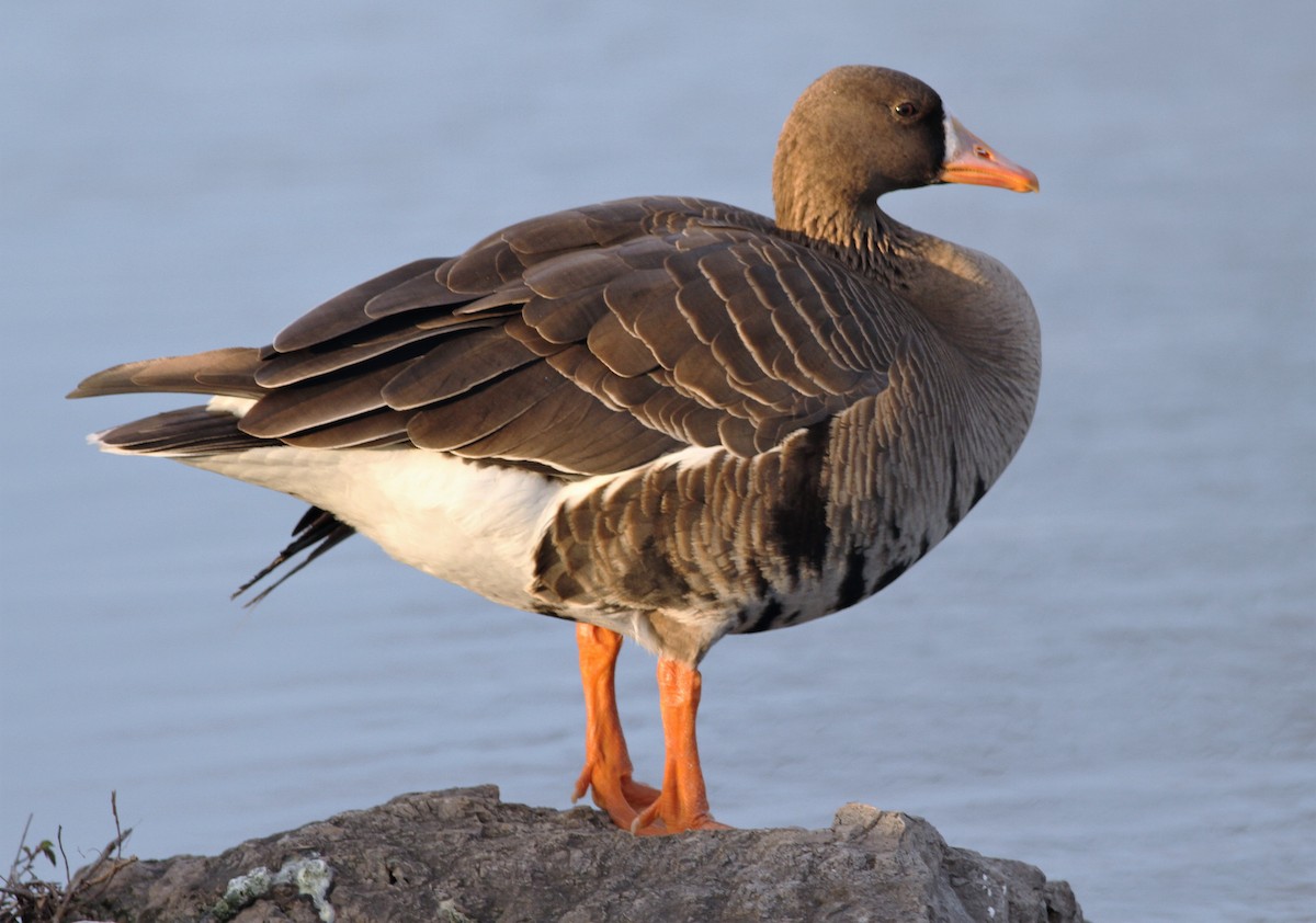 Greater White-fronted Goose - ML94549751