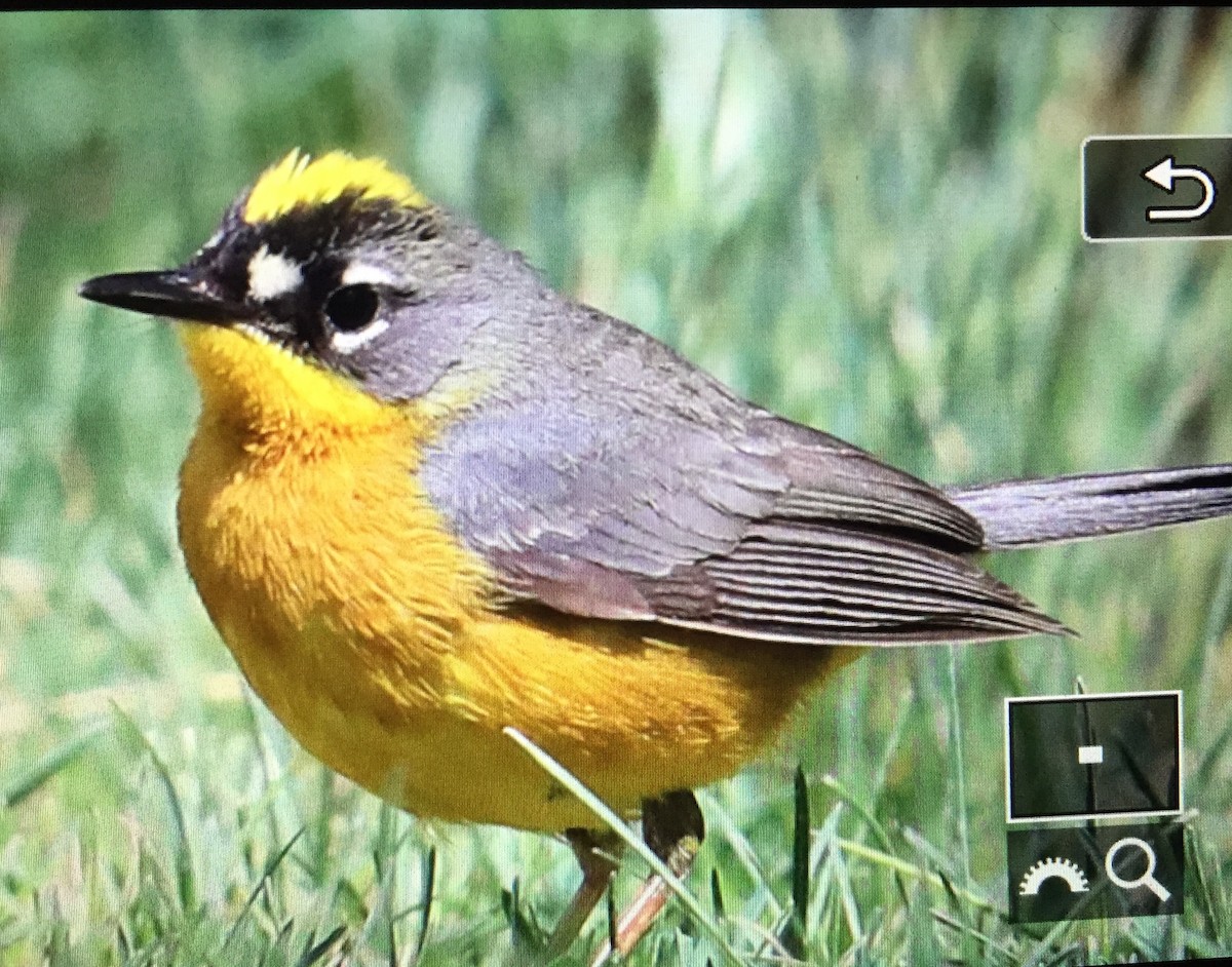 Fan-tailed Warbler - Charlie Trapani