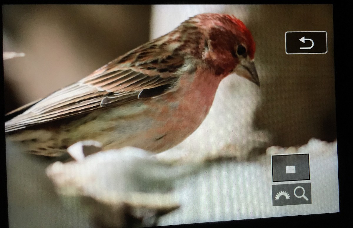 Cassin's Finch - Charlie Trapani