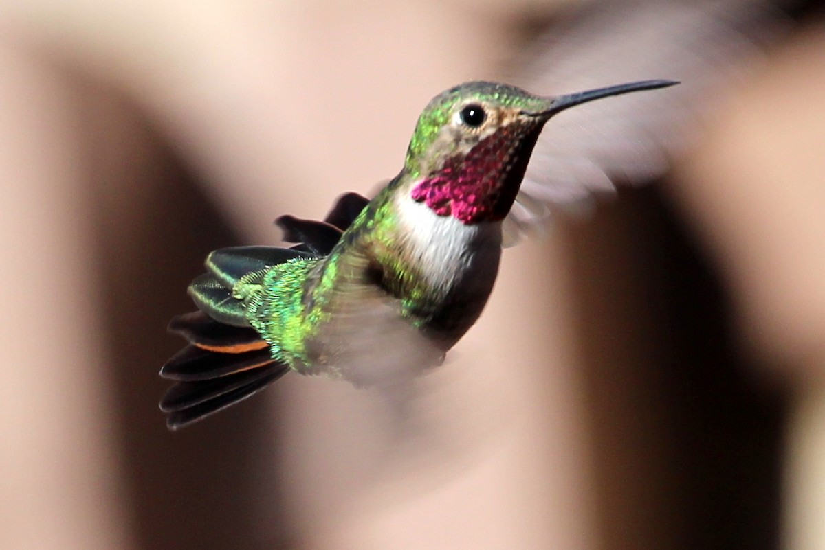 Broad-tailed Hummingbird - ML94552641
