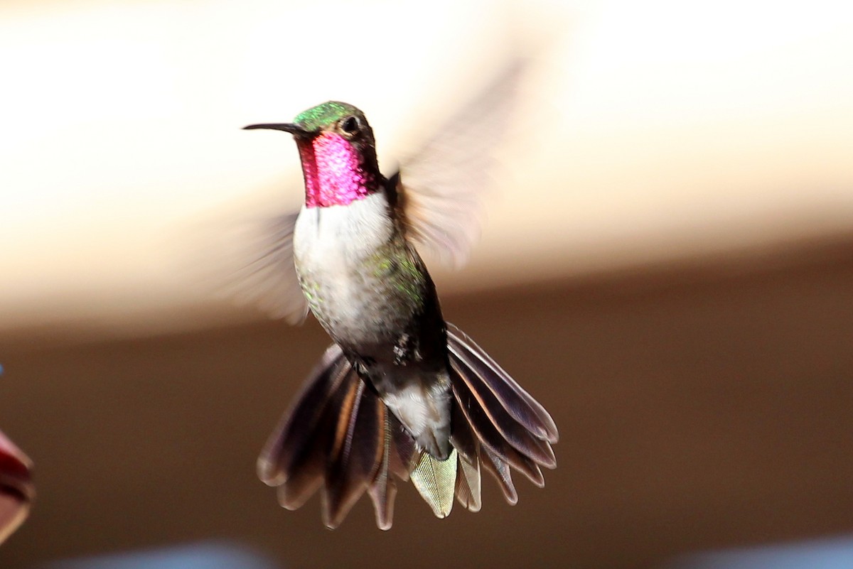 Broad-tailed Hummingbird - sam hough