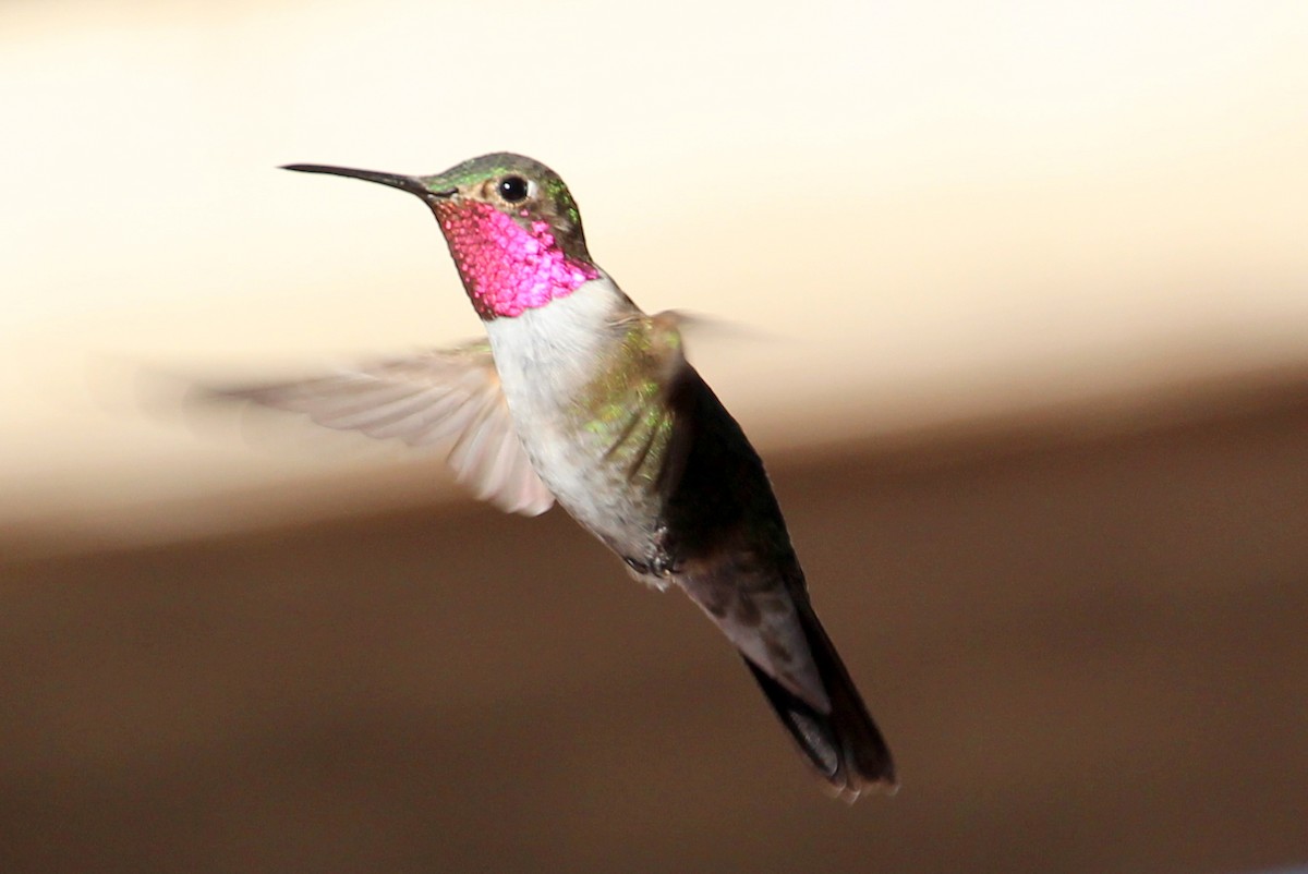 Broad-tailed Hummingbird - ML94552781