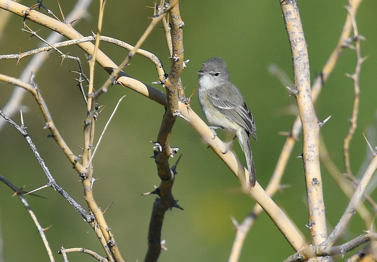 Bell's Vireo - Mary McSparen