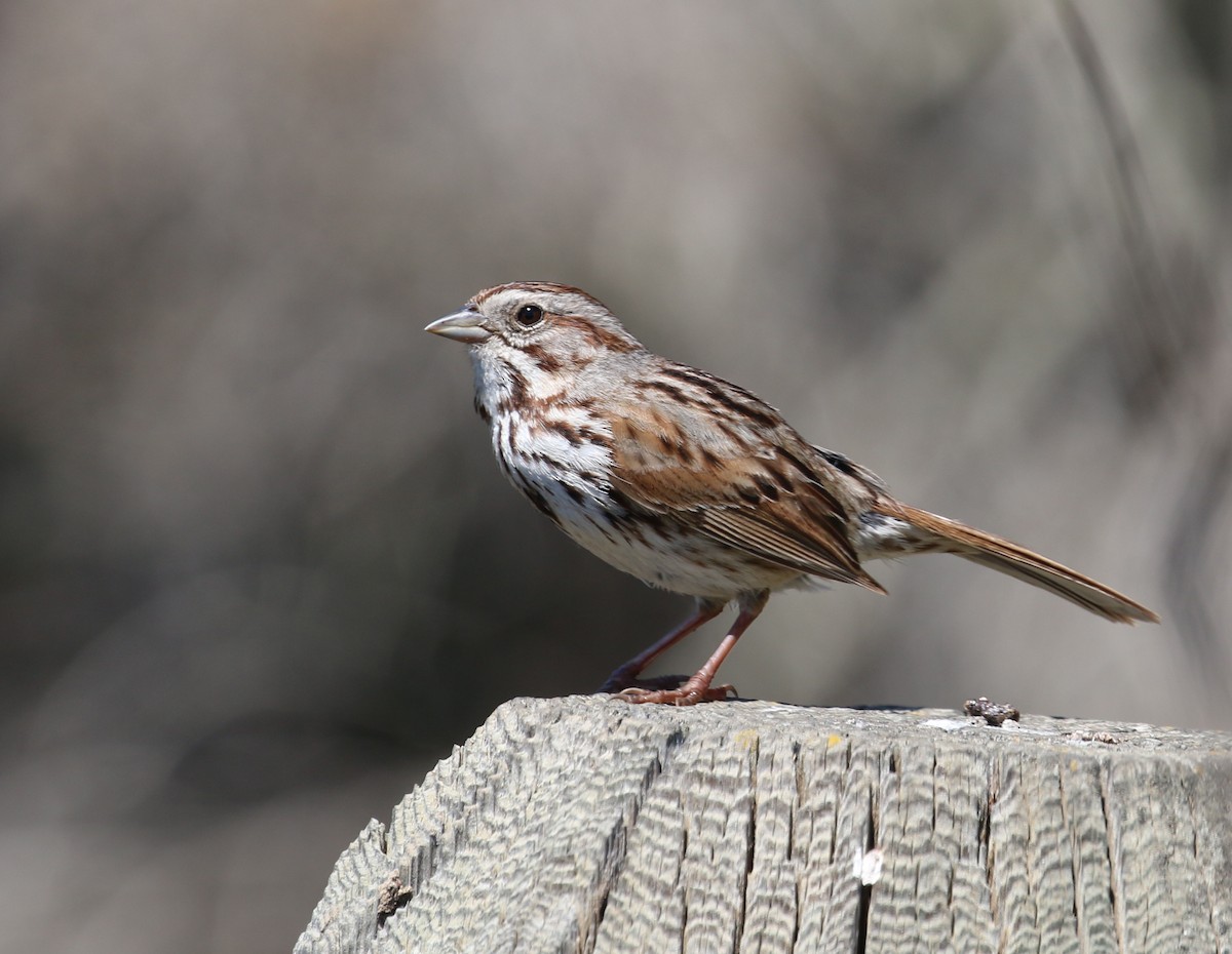 Song Sparrow - Pair of Wing-Nuts