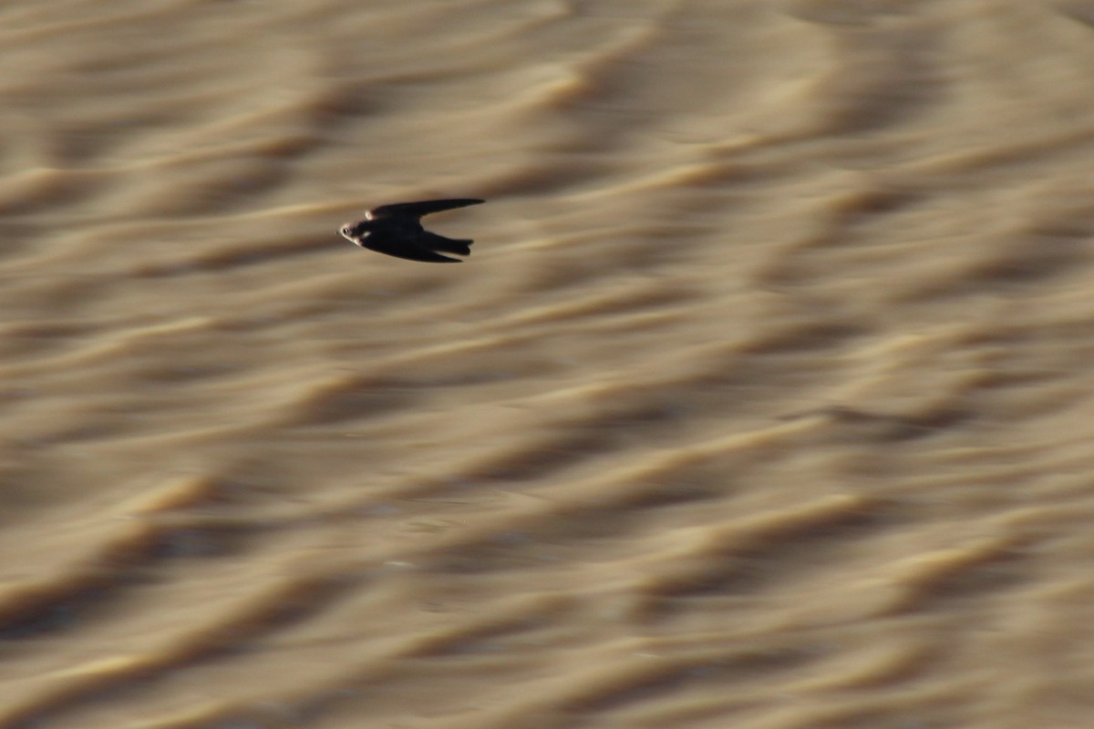 Northern Rough-winged Swallow - ML94556331