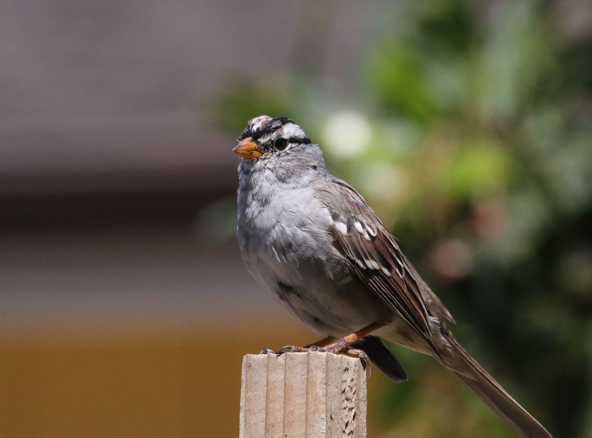 White-crowned Sparrow - ML94557581