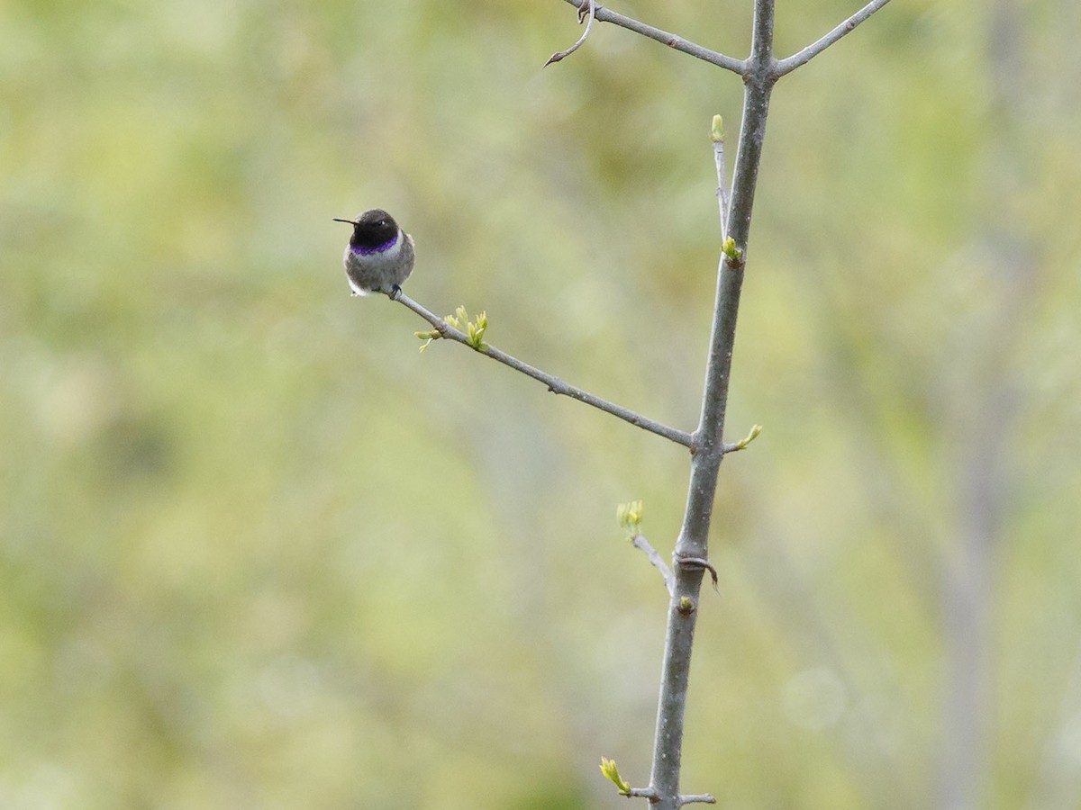 Black-chinned Hummingbird - Mike Cameron