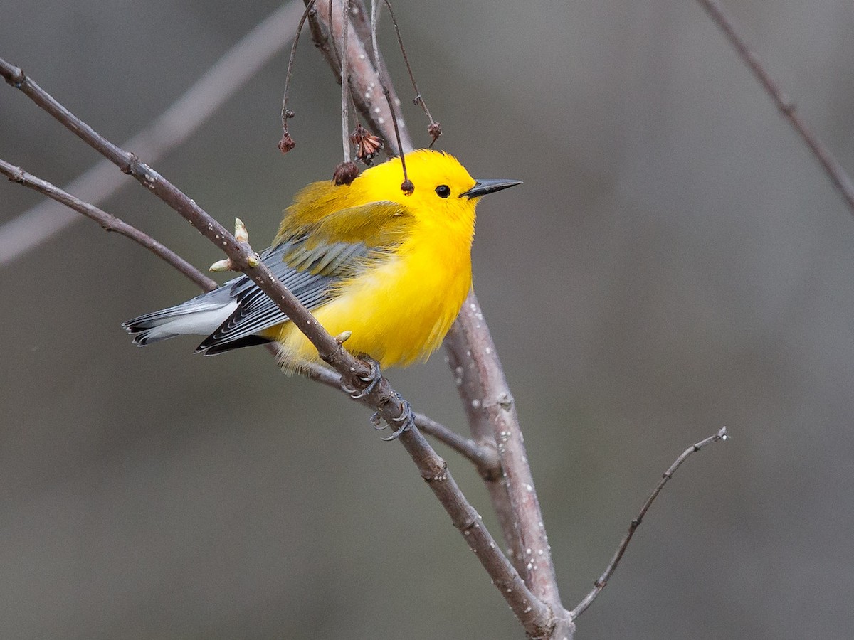 Prothonotary Warbler - Mike Cameron
