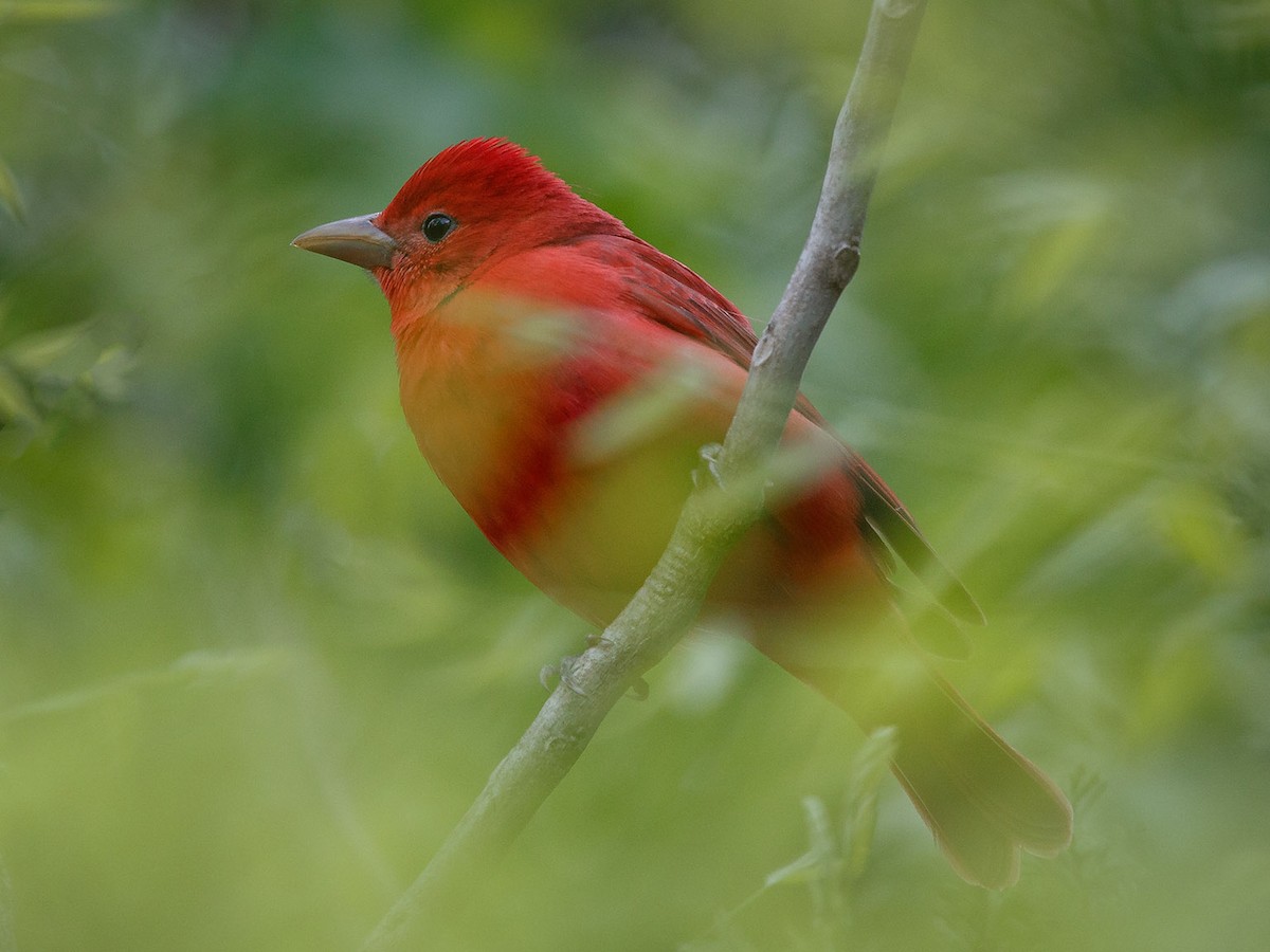 Summer Tanager - Mike Cameron