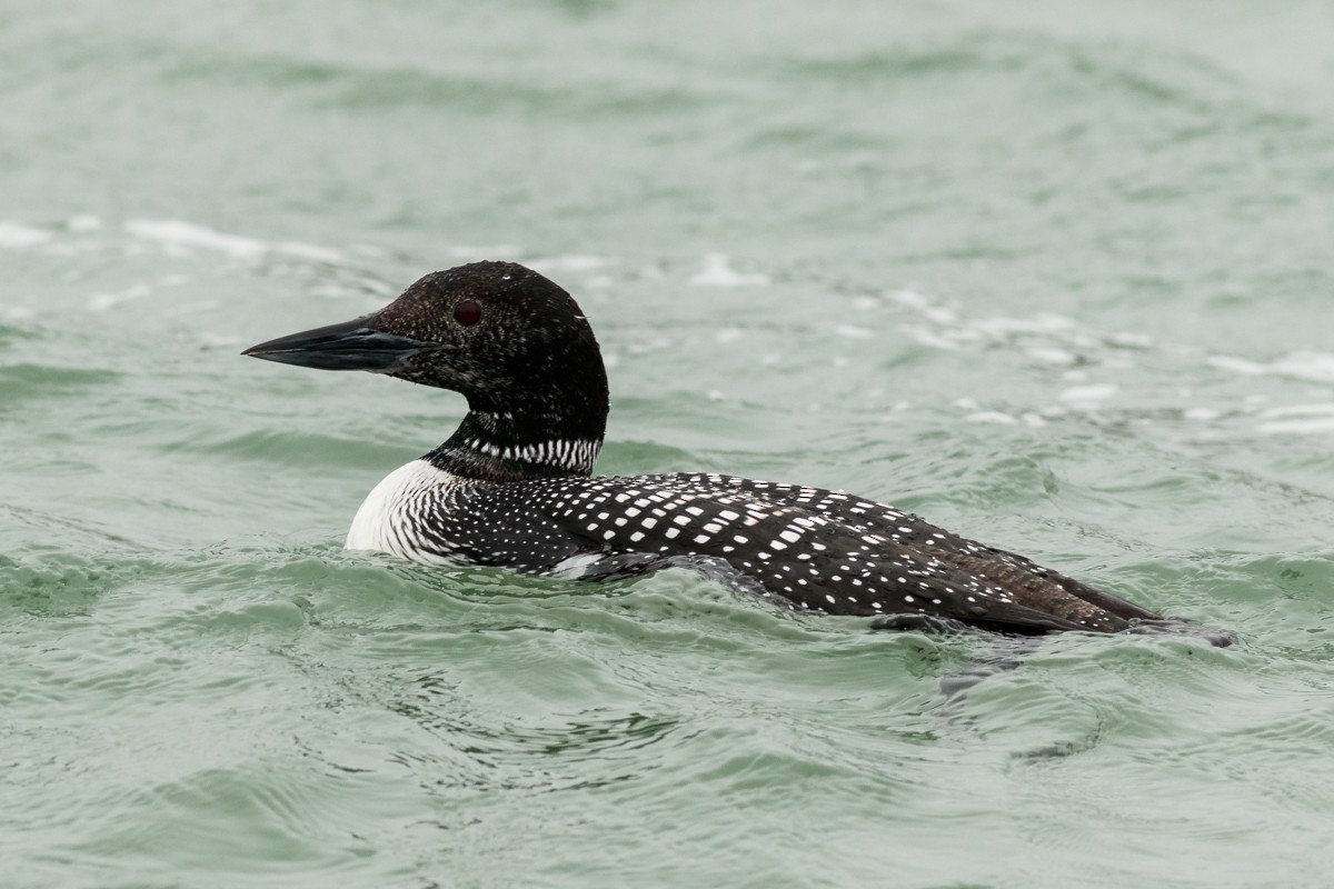 Common Loon - Ryan Griffiths