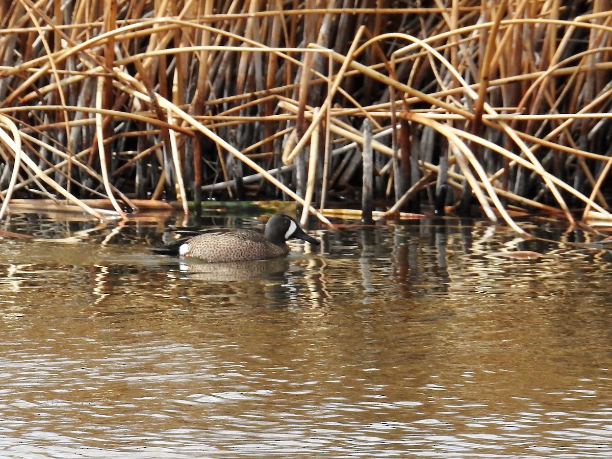 Blue-winged Teal - ML94561241