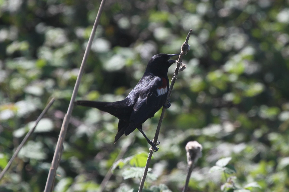 Tricolored Blackbird - ML94562651