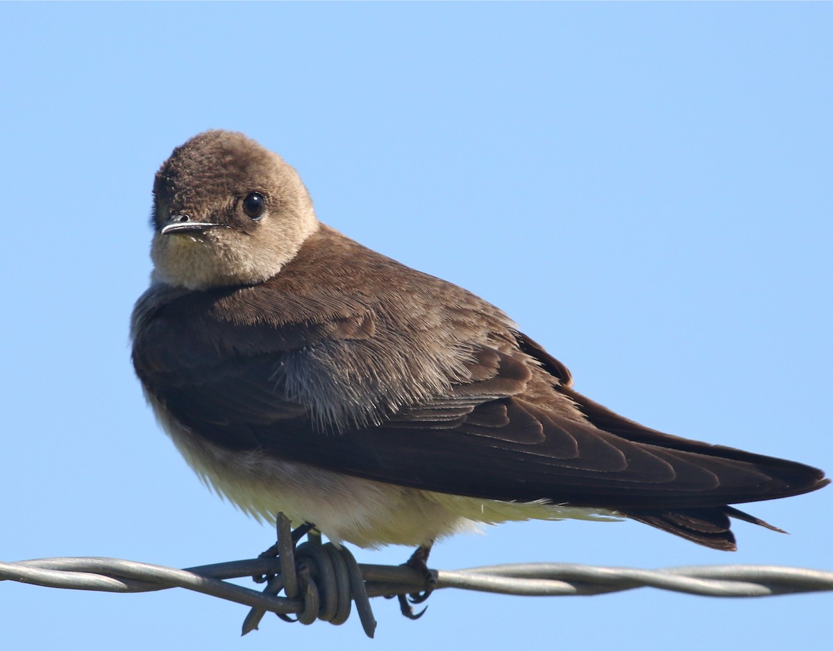 Northern Rough-winged Swallow - Gil Ewing