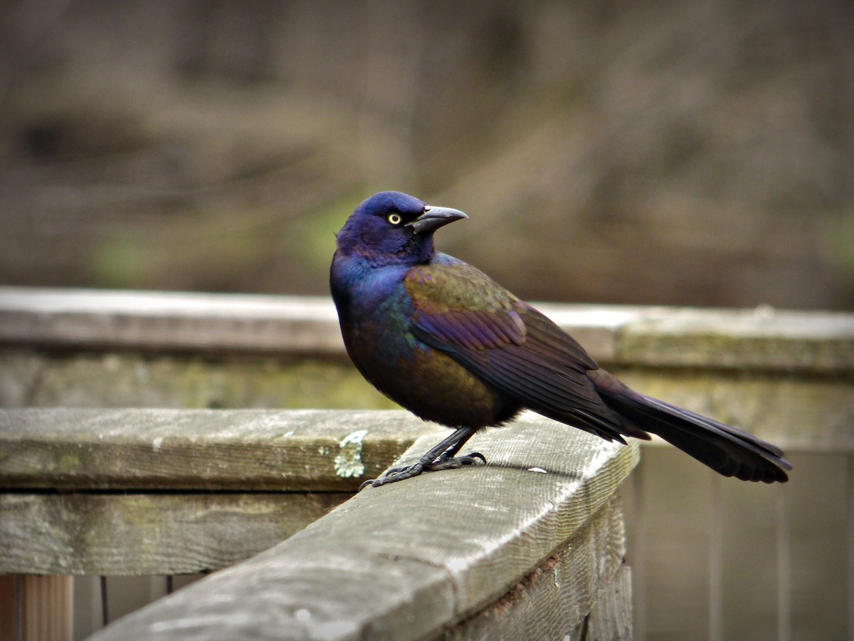 Common Grackle - Chao Jimmy Wu