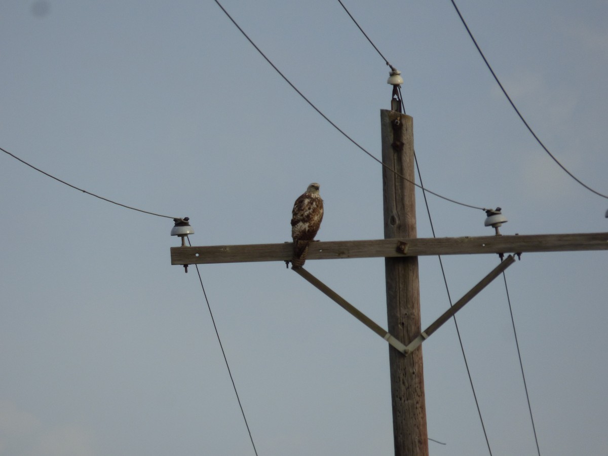 Red-tailed Hawk (Krider's) - Candy McNamee