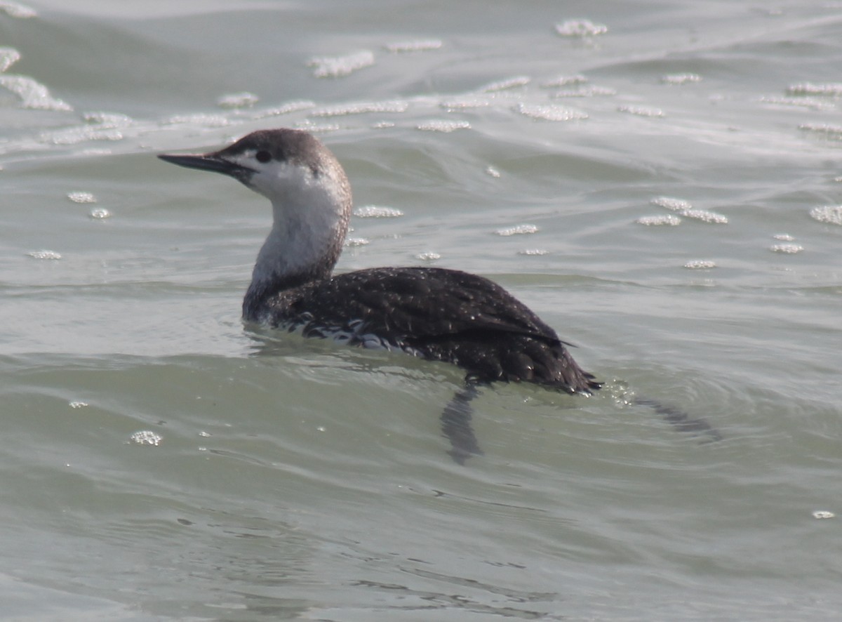 Red-throated Loon - Gregory Schrott