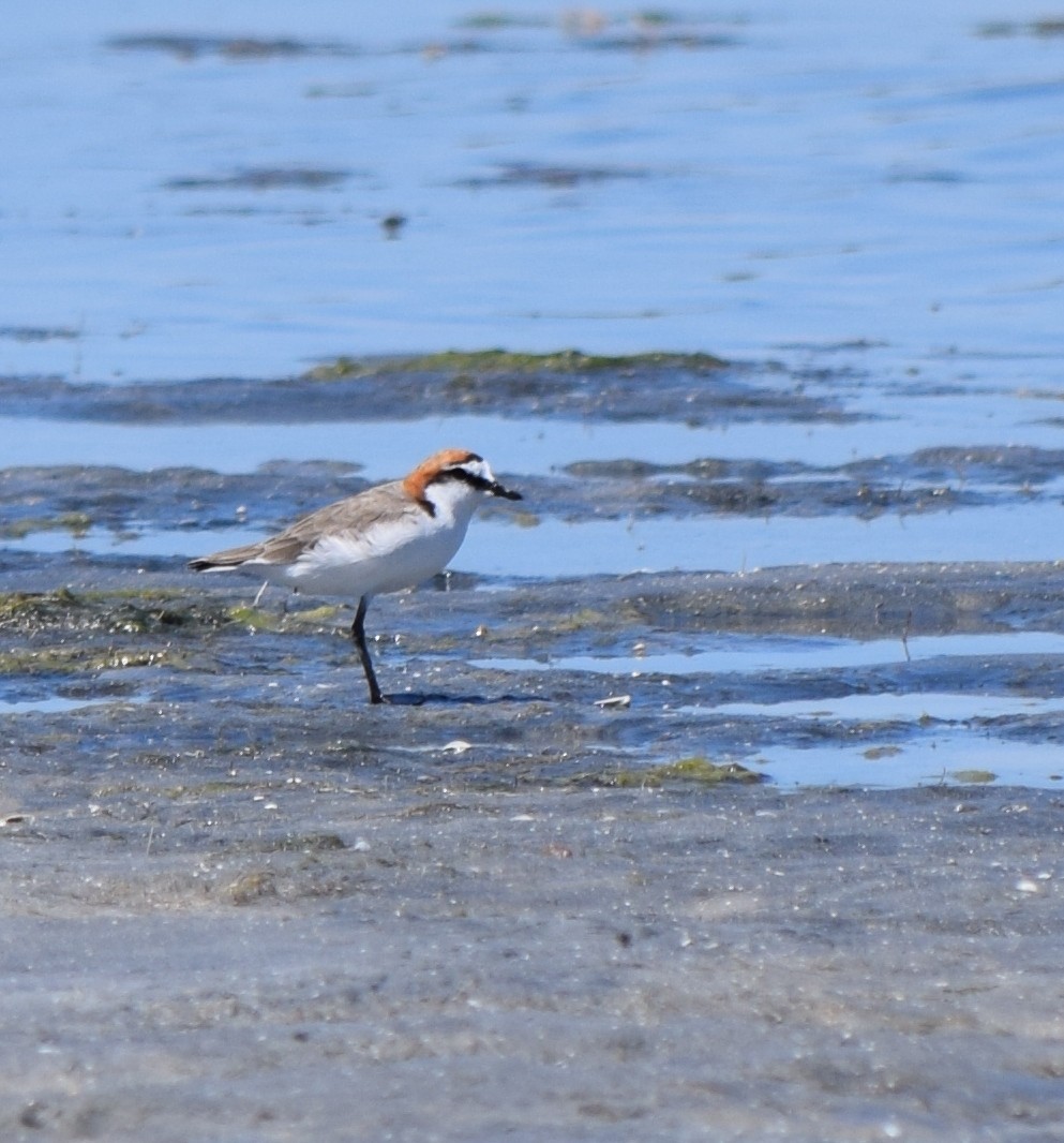 Red-capped Plover - Gregory Bryan