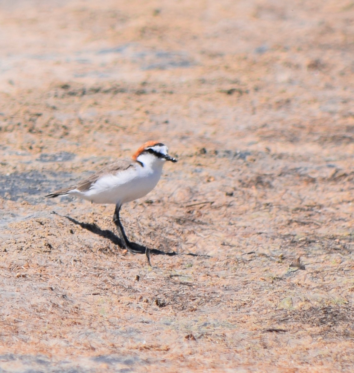 Red-capped Plover - Gregory Bryan