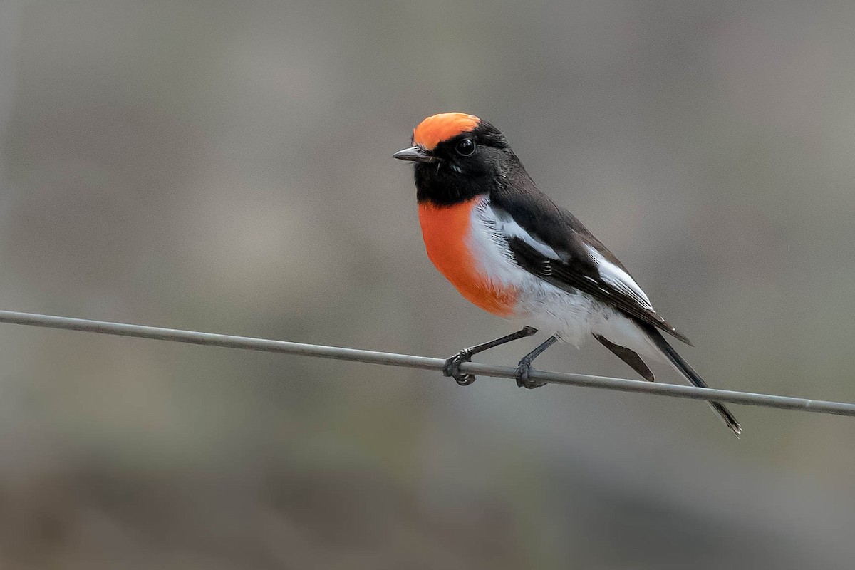 Red-capped Robin - ML94569931