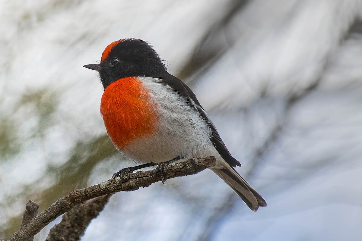 Red-capped Robin - ML94569961