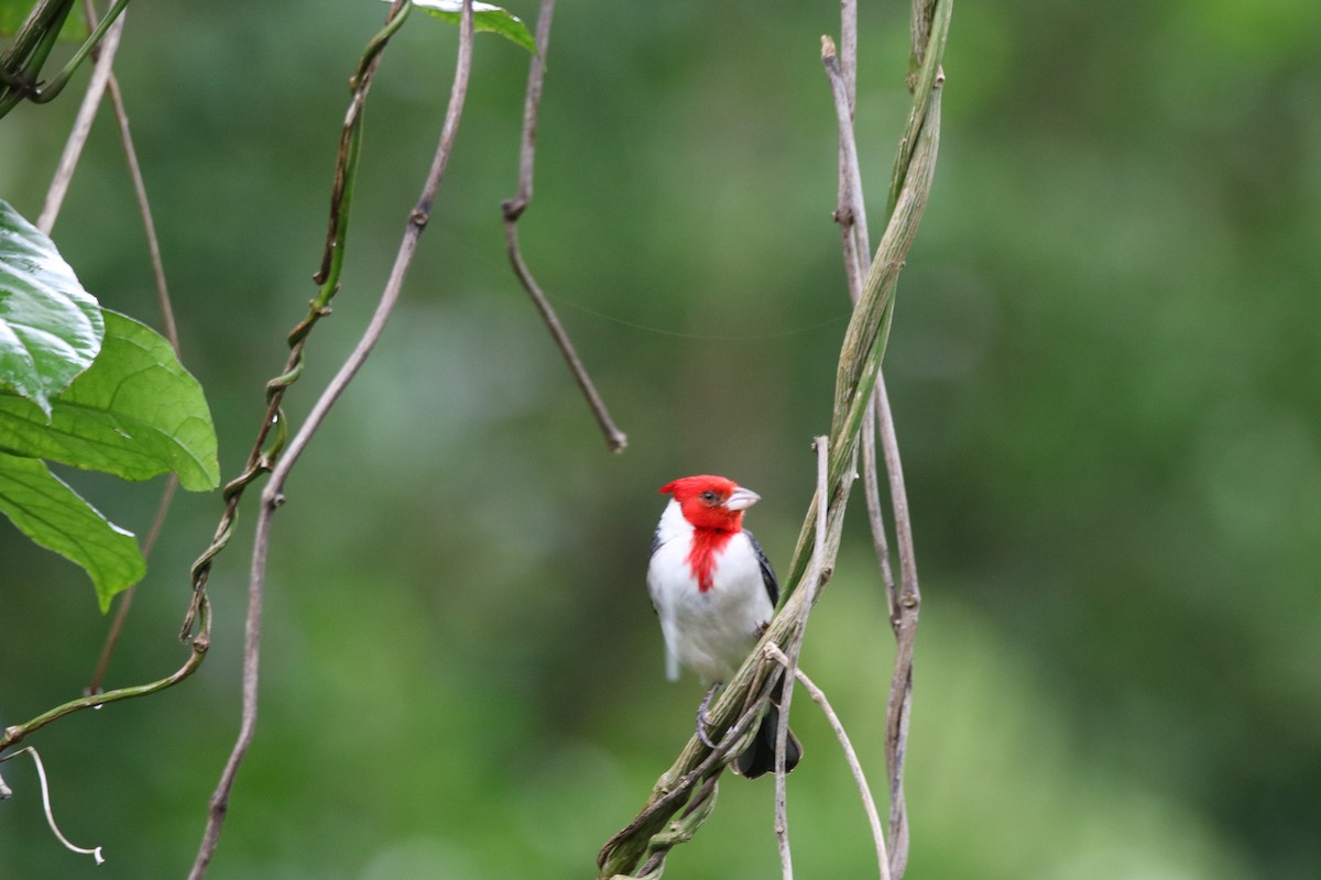 Red-crested Cardinal - Walter Thorne