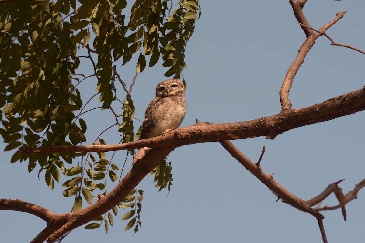 Spotted Owlet - Wangworn Sankamethawee
