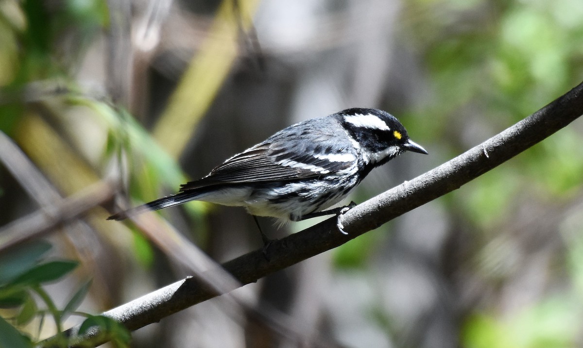Black-throated Gray Warbler - ML94574151