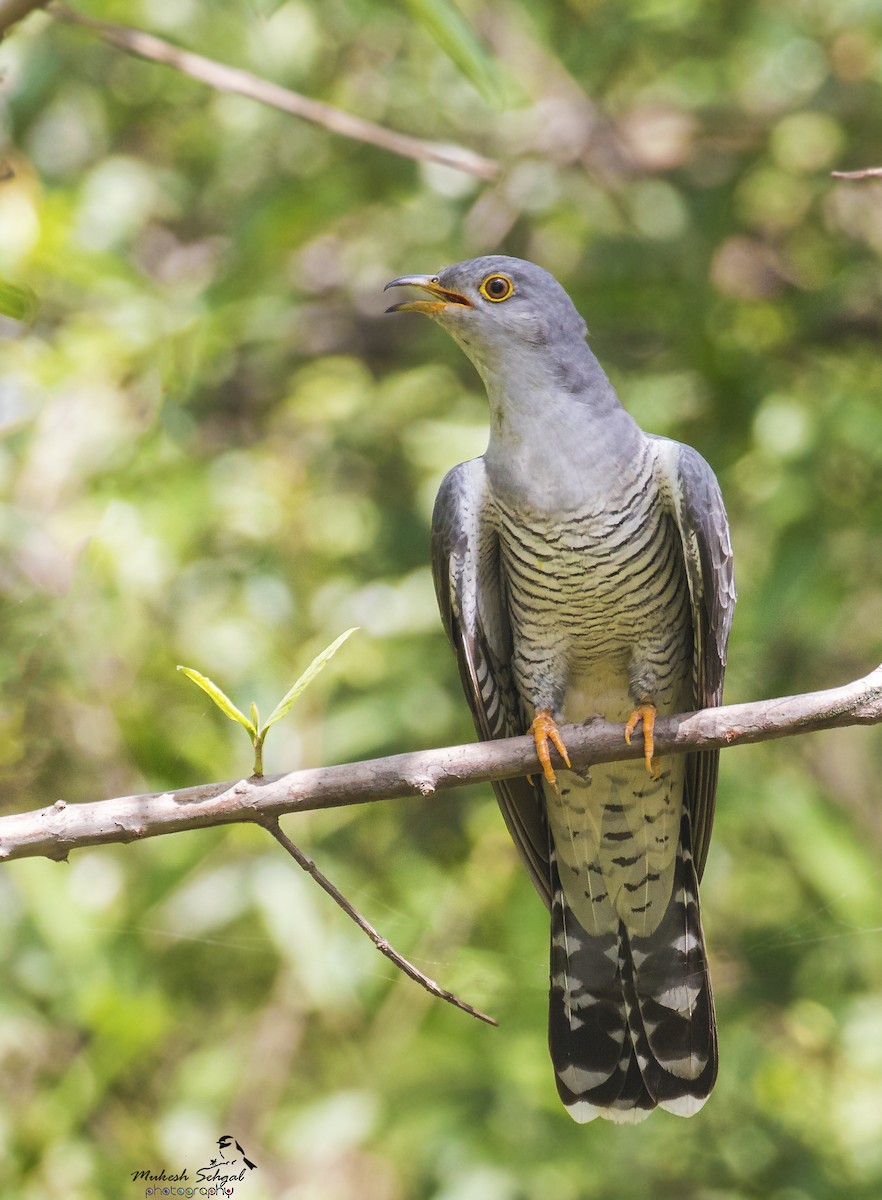 Common Cuckoo - Mukesh  Sehgal
