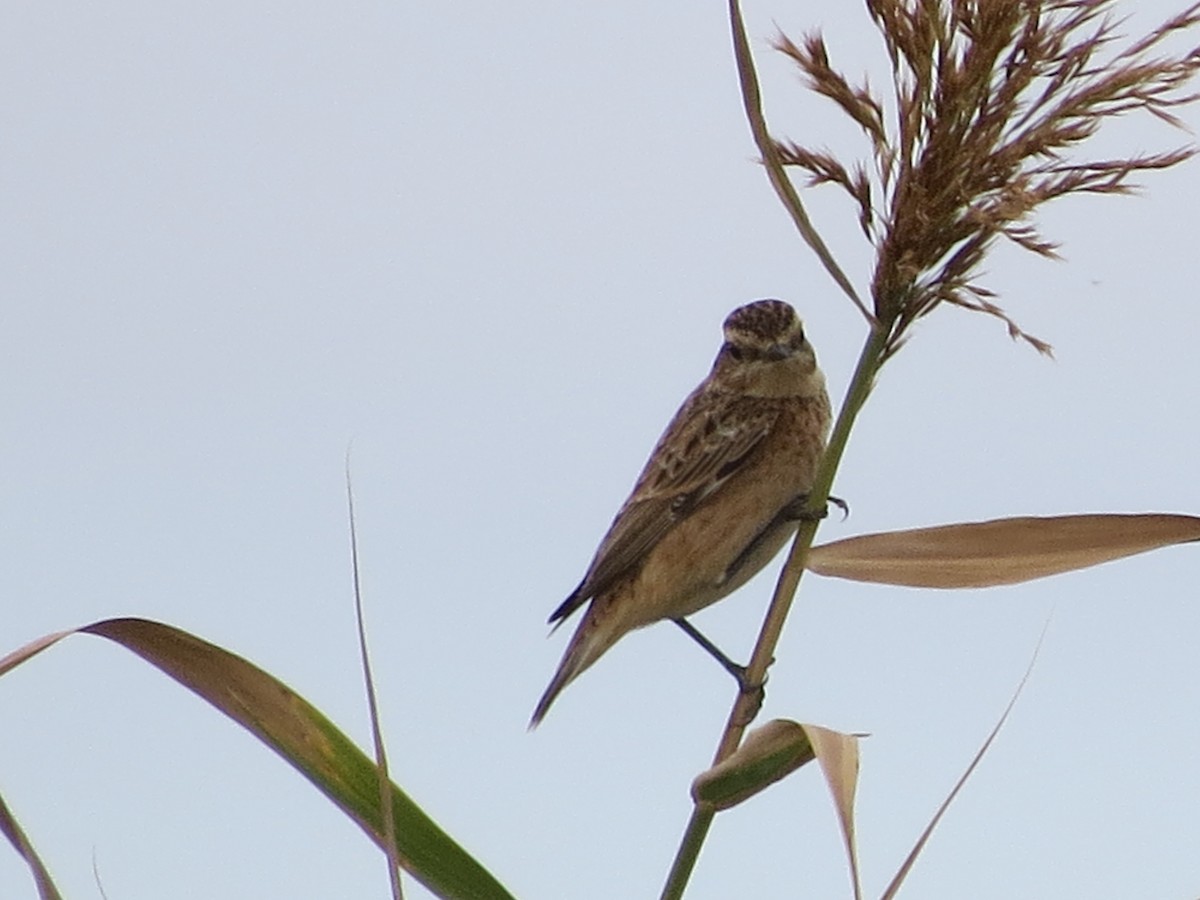 Whinchat - ML94576081