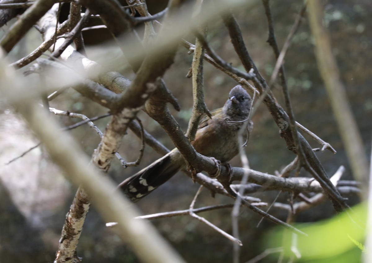 Eastern Whipbird - Anonymous