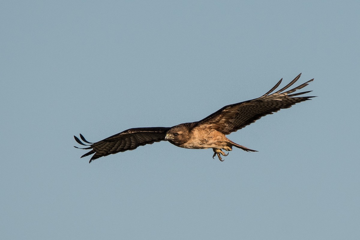 Red-tailed Hawk - ML94577841